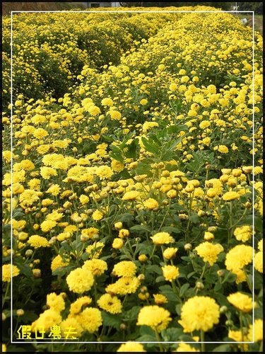 2010苗栗銅鑼杭菊芋頭節 @假日農夫愛趴趴照