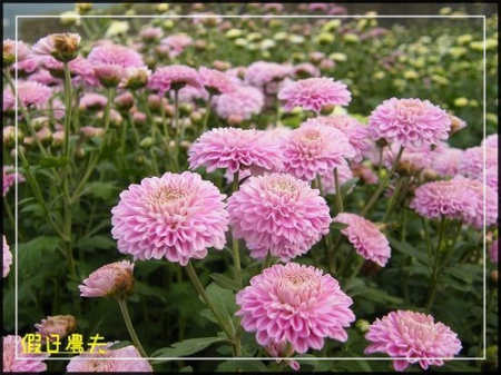 2010苗栗銅鑼杭菊芋頭節 @假日農夫愛趴趴照