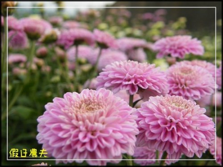 2010苗栗銅鑼杭菊芋頭節 @假日農夫愛趴趴照