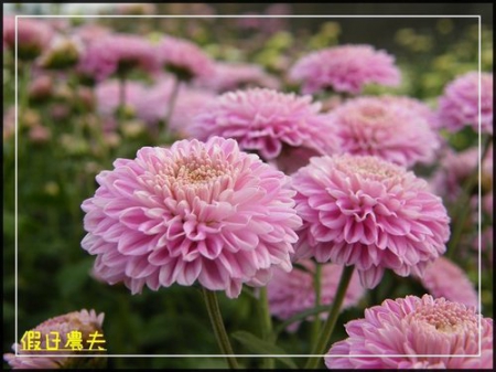 2010苗栗銅鑼杭菊芋頭節 @假日農夫愛趴趴照