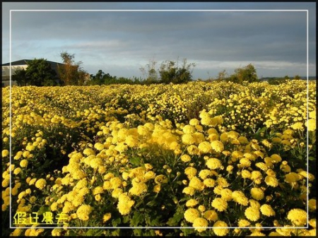 2010苗栗銅鑼杭菊芋頭節 @假日農夫愛趴趴照