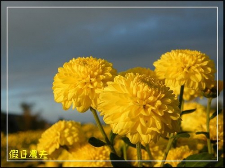 2010苗栗銅鑼杭菊芋頭節 @假日農夫愛趴趴照