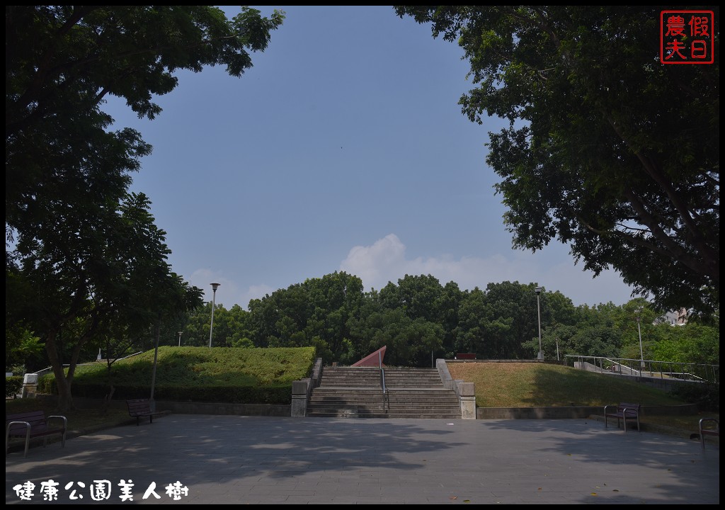 台中南區|健康公園美人樹．難得一見的白花美人樹盛開中/美人櫻/木棉 @假日農夫愛趴趴照