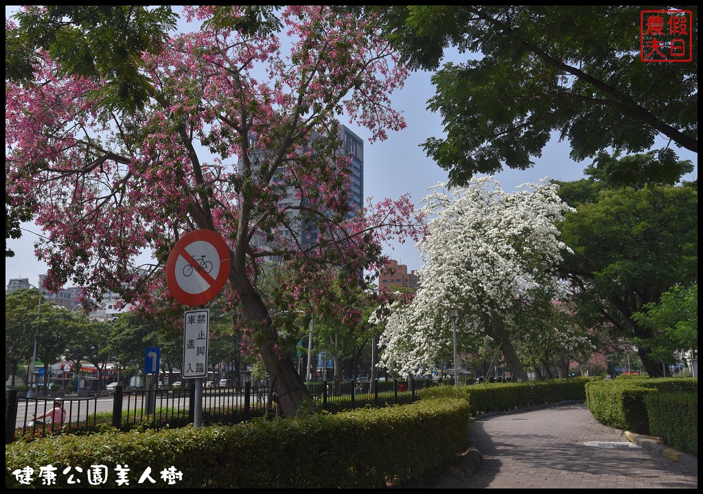 台中南區|健康公園美人樹．難得一見的白花美人樹盛開中/美人櫻/木棉 @假日農夫愛趴趴照