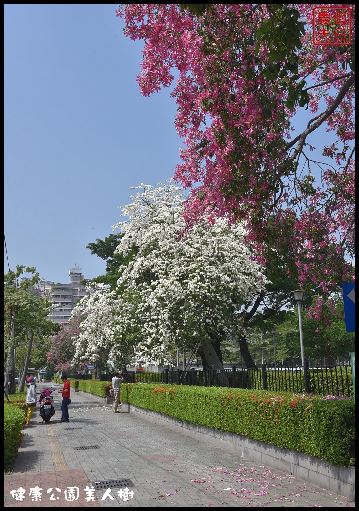 台中南區|健康公園美人樹．難得一見的白花美人樹盛開中/美人櫻/木棉 @假日農夫愛趴趴照