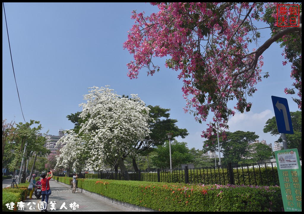 台中南區|健康公園美人樹．難得一見的白花美人樹盛開中/美人櫻/木棉 @假日農夫愛趴趴照