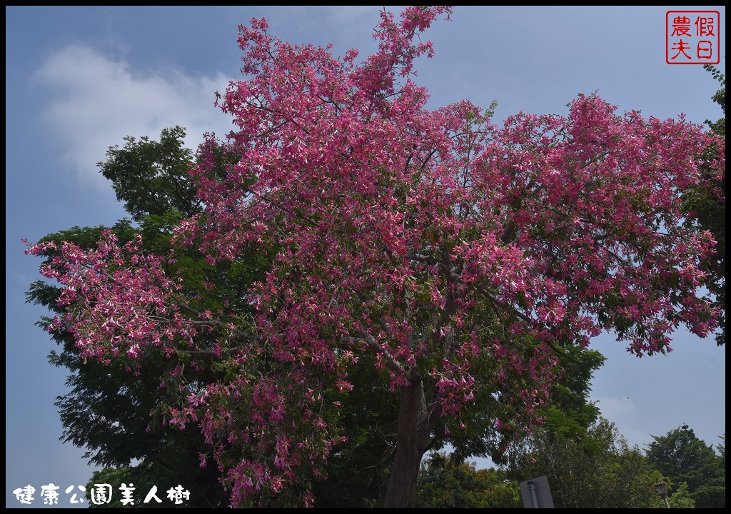 台中南區|健康公園美人樹．難得一見的白花美人樹盛開中/美人櫻/木棉 @假日農夫愛趴趴照