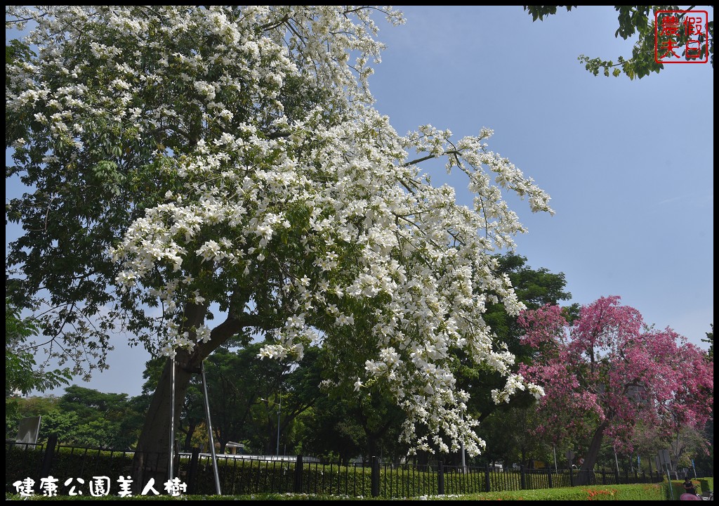 台中南區|健康公園美人樹．難得一見的白花美人樹盛開中/美人櫻/木棉 @假日農夫愛趴趴照