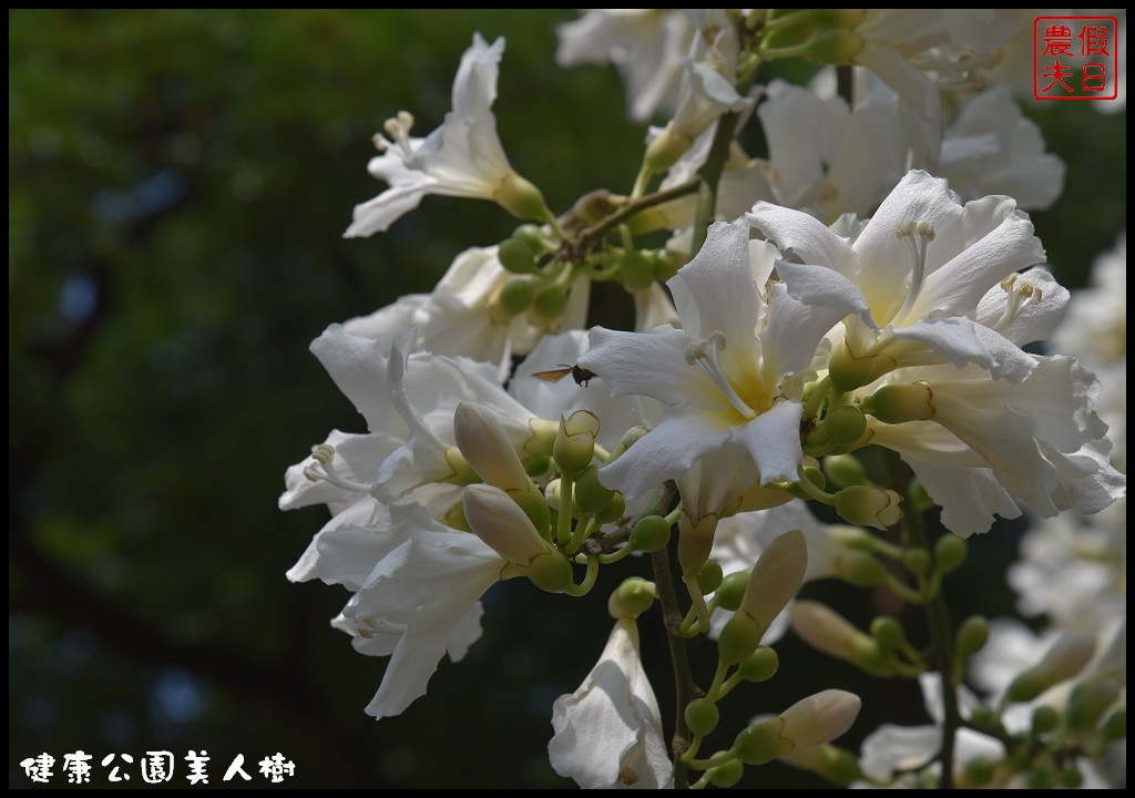 台中南區|健康公園美人樹．難得一見的白花美人樹盛開中/美人櫻/木棉 @假日農夫愛趴趴照