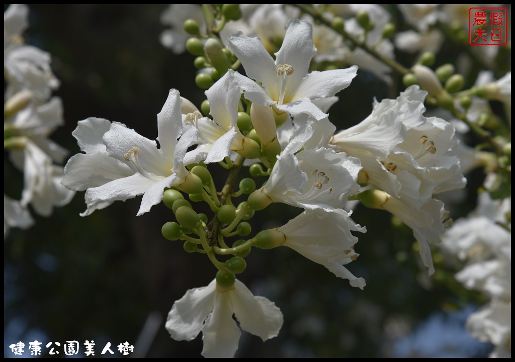 台中南區|健康公園美人樹．難得一見的白花美人樹盛開中/美人櫻/木棉 @假日農夫愛趴趴照