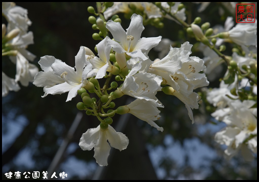 台中南區|健康公園美人樹．難得一見的白花美人樹盛開中/美人櫻/木棉 @假日農夫愛趴趴照