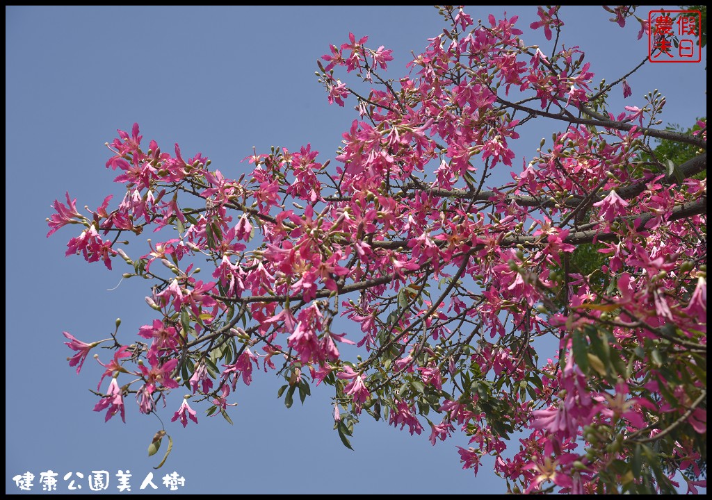 台中南區|健康公園美人樹．難得一見的白花美人樹盛開中/美人櫻/木棉 @假日農夫愛趴趴照