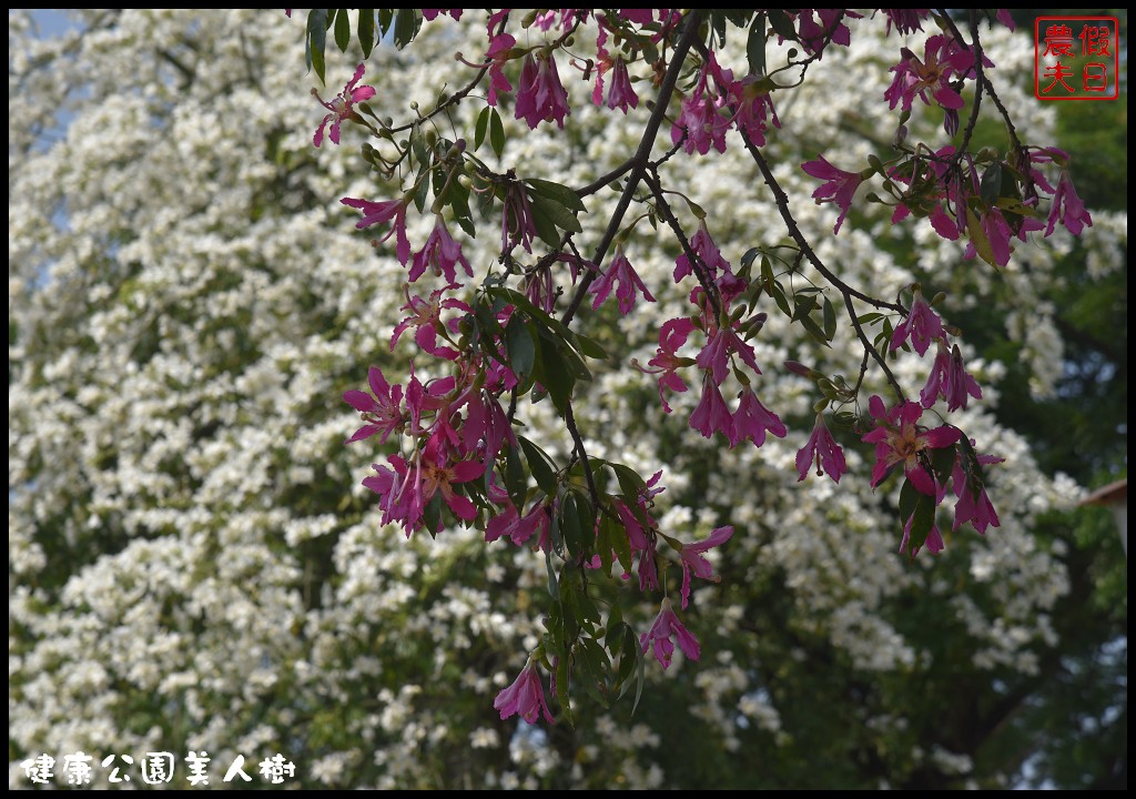 台中南區|健康公園美人樹．難得一見的白花美人樹盛開中/美人櫻/木棉 @假日農夫愛趴趴照