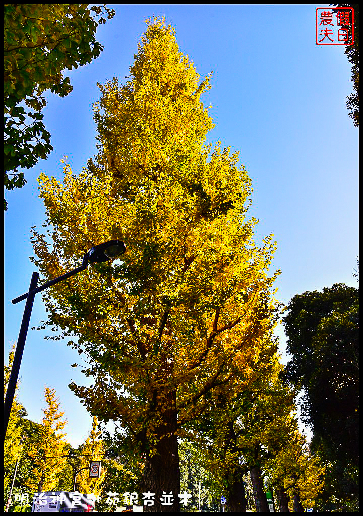 東京旅遊|明治神宮外苑銀杏並木．季節限定的黃金大道 @假日農夫愛趴趴照