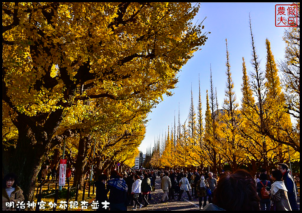 東京旅遊|明治神宮外苑銀杏並木．季節限定的黃金大道 @假日農夫愛趴趴照