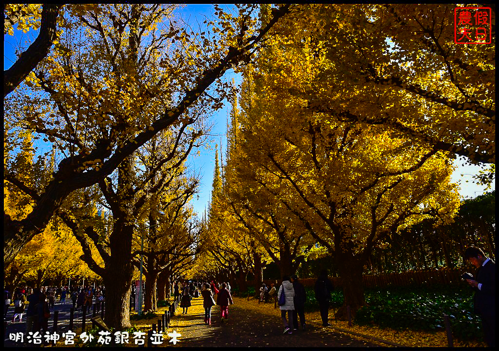 東京旅遊|明治神宮外苑銀杏並木．季節限定的黃金大道 @假日農夫愛趴趴照