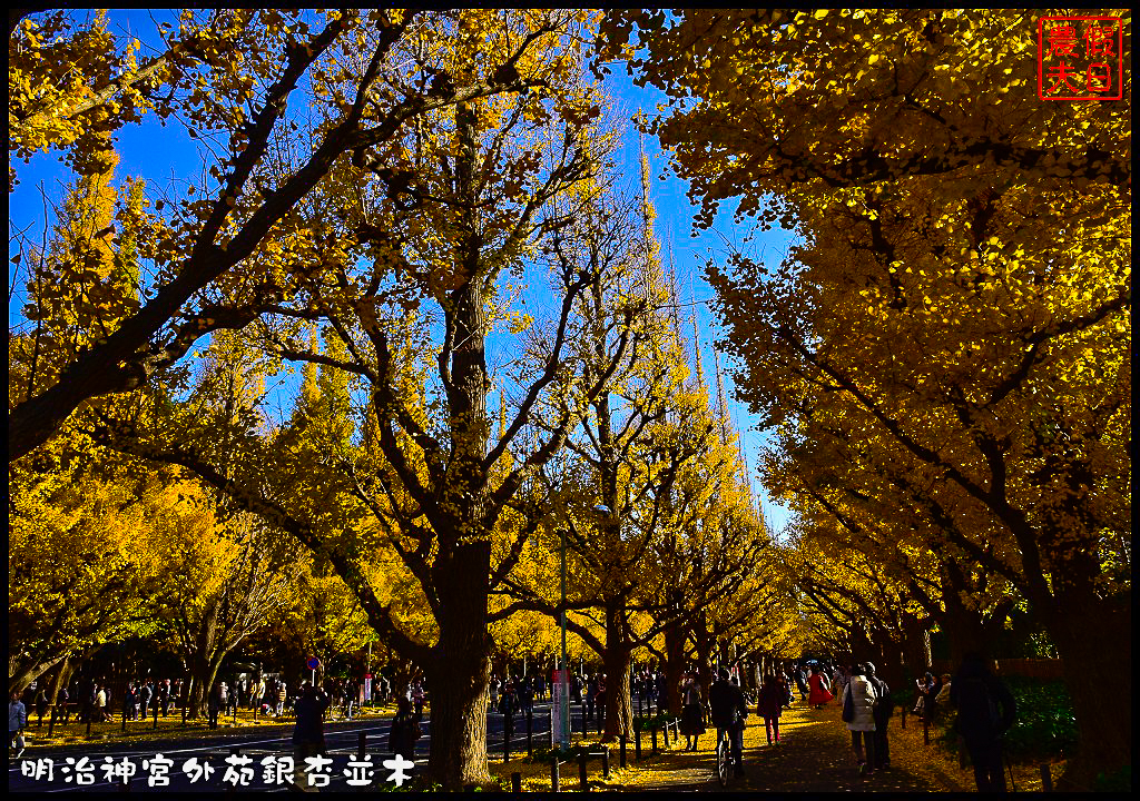 東京旅遊|明治神宮外苑銀杏並木．季節限定的黃金大道 @假日農夫愛趴趴照