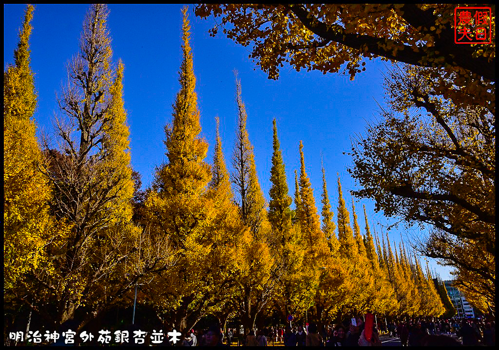 東京旅遊|明治神宮外苑銀杏並木．季節限定的黃金大道 @假日農夫愛趴趴照