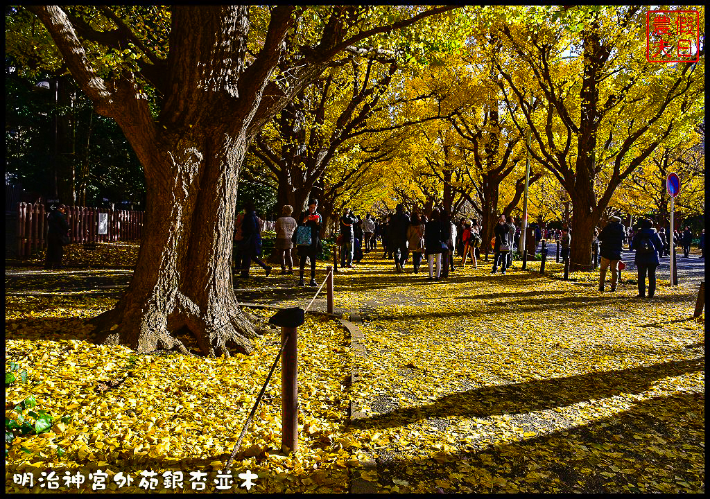 東京旅遊|明治神宮外苑銀杏並木．季節限定的黃金大道 @假日農夫愛趴趴照