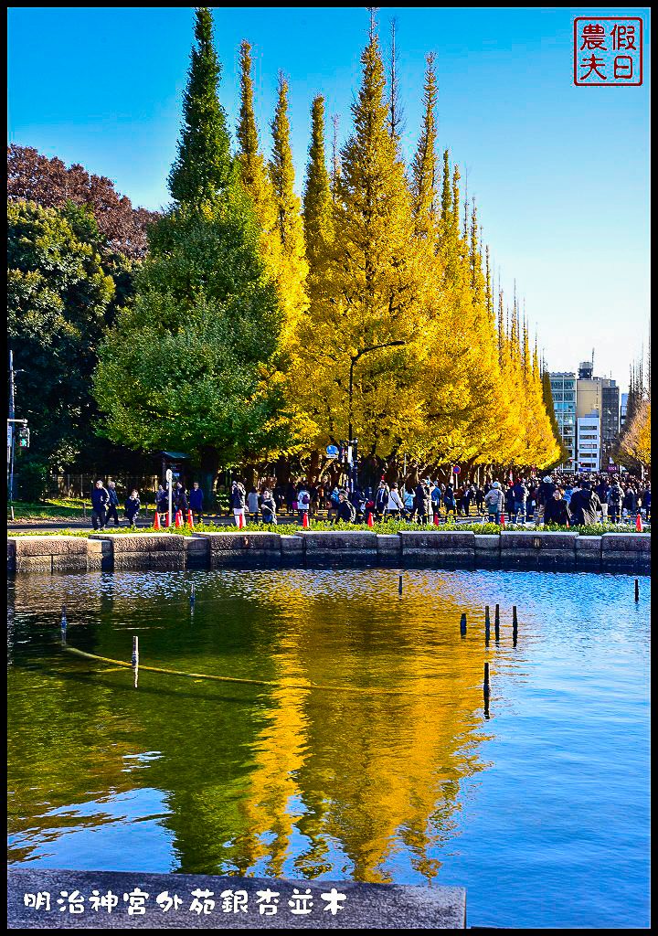 東京旅遊|明治神宮外苑銀杏並木．季節限定的黃金大道 @假日農夫愛趴趴照