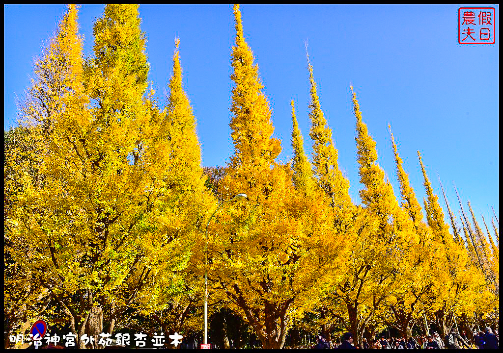 東京旅遊|明治神宮外苑銀杏並木．季節限定的黃金大道 @假日農夫愛趴趴照