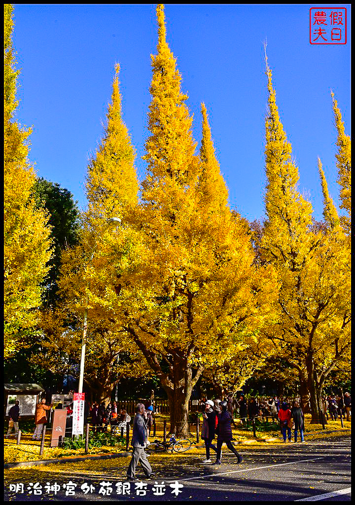 東京旅遊|明治神宮外苑銀杏並木．季節限定的黃金大道 @假日農夫愛趴趴照