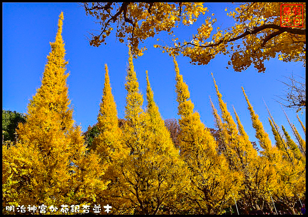 東京旅遊|明治神宮外苑銀杏並木．季節限定的黃金大道 @假日農夫愛趴趴照