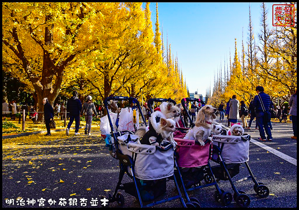 東京旅遊|明治神宮外苑銀杏並木．季節限定的黃金大道 @假日農夫愛趴趴照