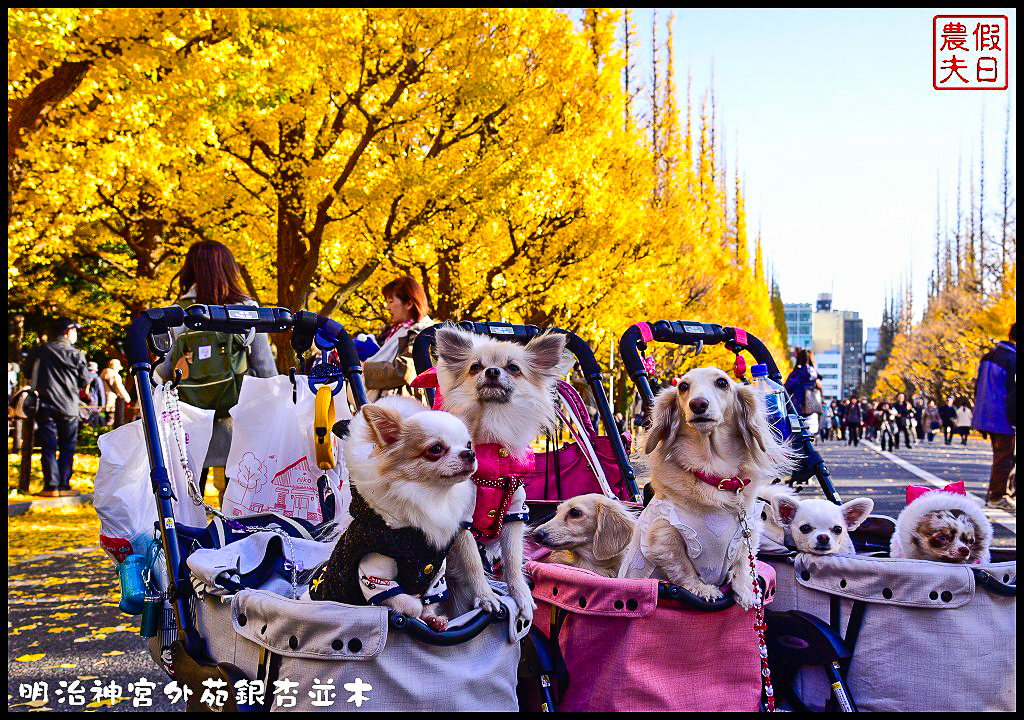 東京旅遊|明治神宮外苑銀杏並木．季節限定的黃金大道 @假日農夫愛趴趴照