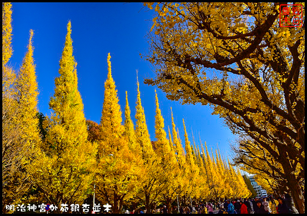 東京旅遊|明治神宮外苑銀杏並木．季節限定的黃金大道 @假日農夫愛趴趴照