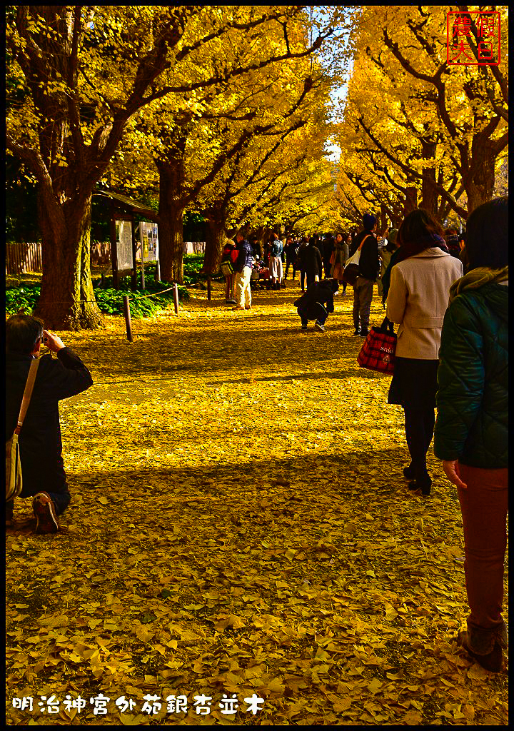 東京旅遊|明治神宮外苑銀杏並木．季節限定的黃金大道 @假日農夫愛趴趴照