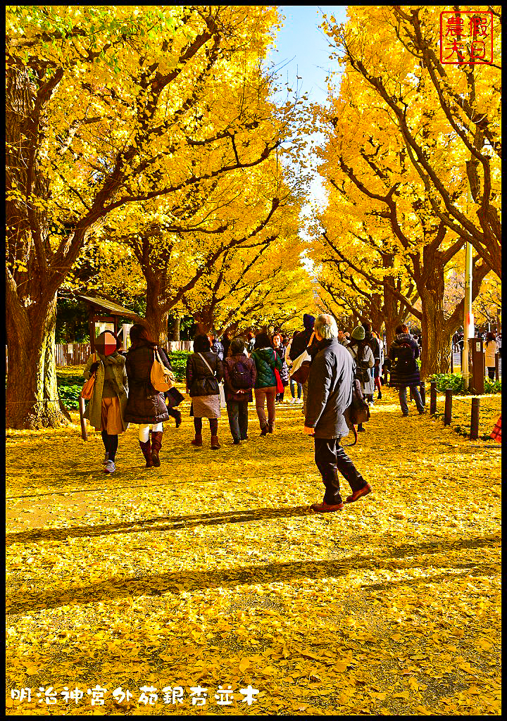 東京旅遊|明治神宮外苑銀杏並木．季節限定的黃金大道 @假日農夫愛趴趴照