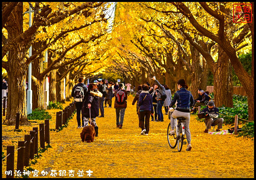 東京旅遊|明治神宮外苑銀杏並木．季節限定的黃金大道 @假日農夫愛趴趴照