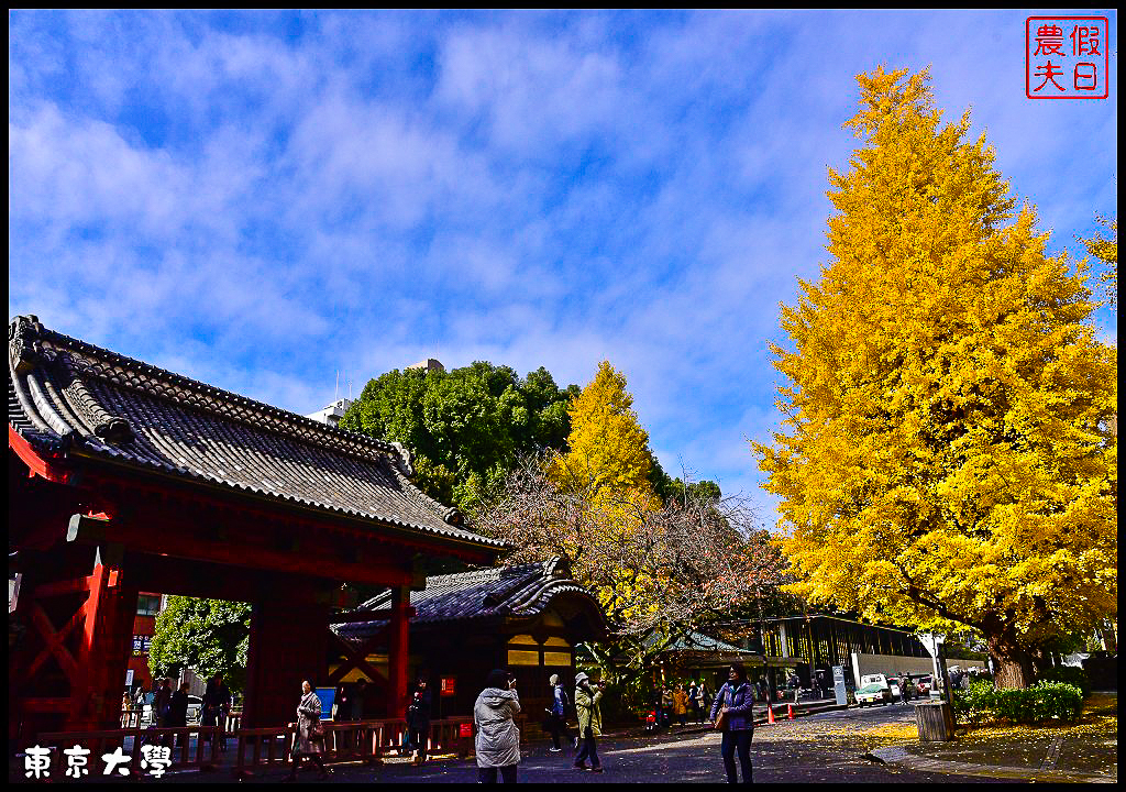 東京旅遊|東京大學本鄉校區+彌生校區銀杏大道．中央食堂便宜又好吃/日本自由行 @假日農夫愛趴趴照