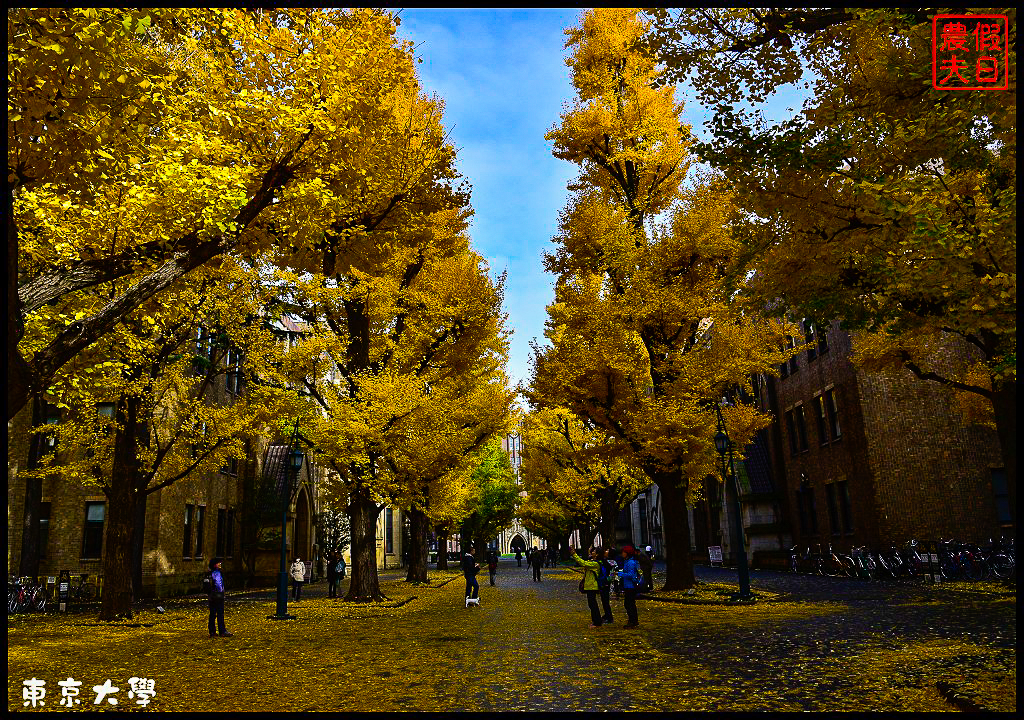 東京旅遊|東京大學本鄉校區+彌生校區銀杏大道．中央食堂便宜又好吃/日本自由行 @假日農夫愛趴趴照