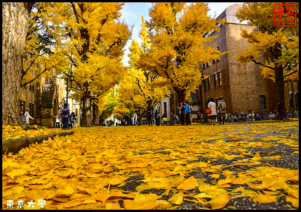 東京旅遊|東京大學本鄉校區+彌生校區銀杏大道．中央食堂便宜又好吃/日本自由行 @假日農夫愛趴趴照