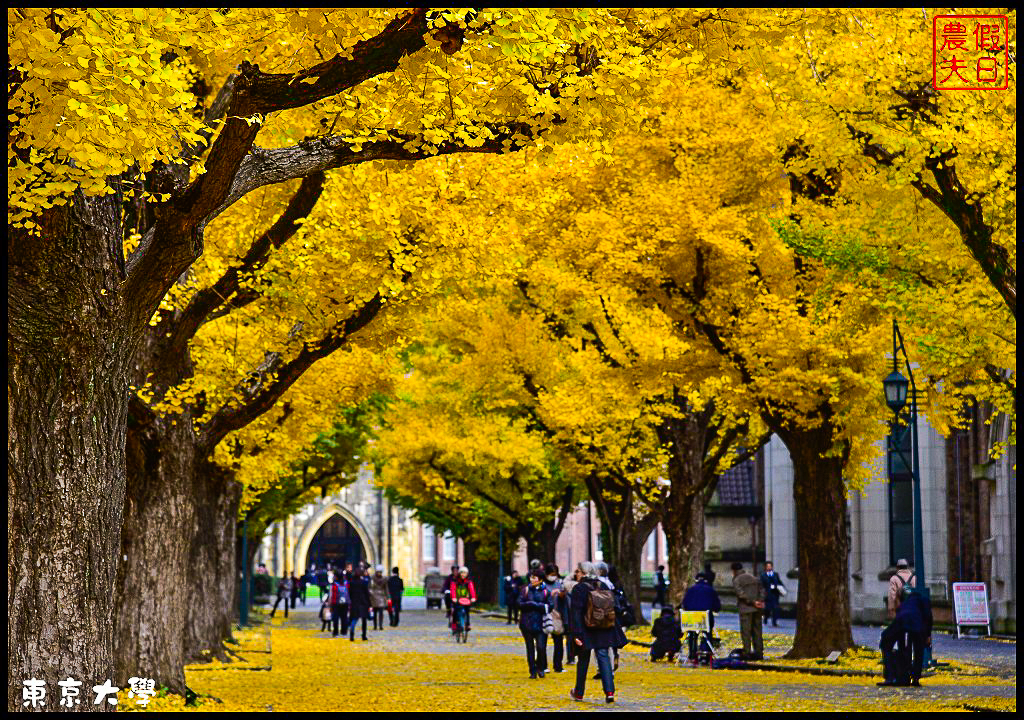 東京旅遊|東京大學本鄉校區+彌生校區銀杏大道．中央食堂便宜又好吃/日本自由行 @假日農夫愛趴趴照