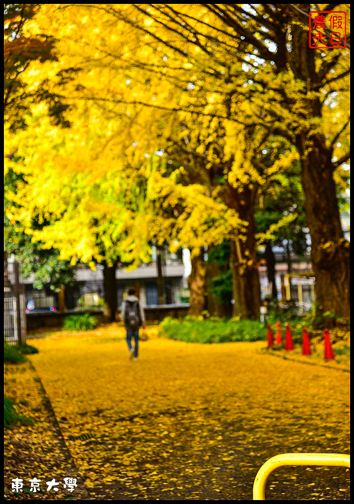 東京旅遊|東京大學本鄉校區+彌生校區銀杏大道．中央食堂便宜又好吃/日本自由行 @假日農夫愛趴趴照