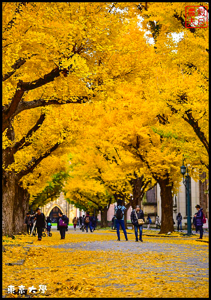 東京旅遊|東京大學本鄉校區+彌生校區銀杏大道．中央食堂便宜又好吃/日本自由行 @假日農夫愛趴趴照