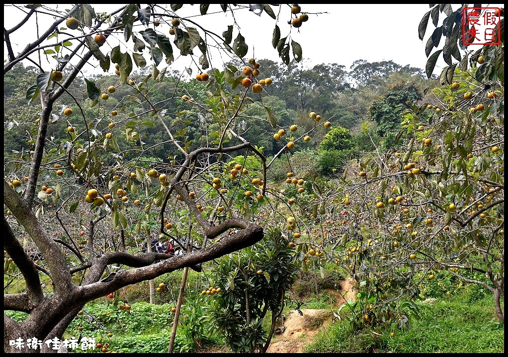 新竹免費人氣景點|味衛佳柿餅觀光農場．季節限定的熱門攝影景點/柿柿如意 @假日農夫愛趴趴照