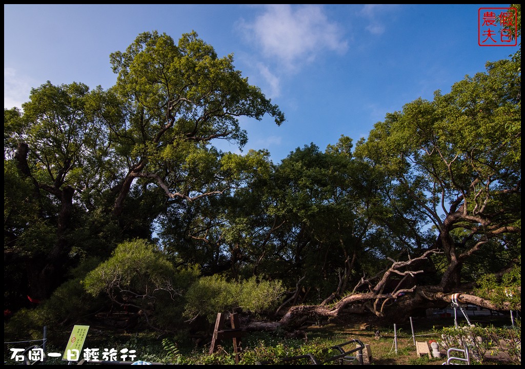 台中旅遊美食|石岡一日輕旅行(下)．羅望子生態教育休閒農場×湧椿茶花園×石山丘 @假日農夫愛趴趴照