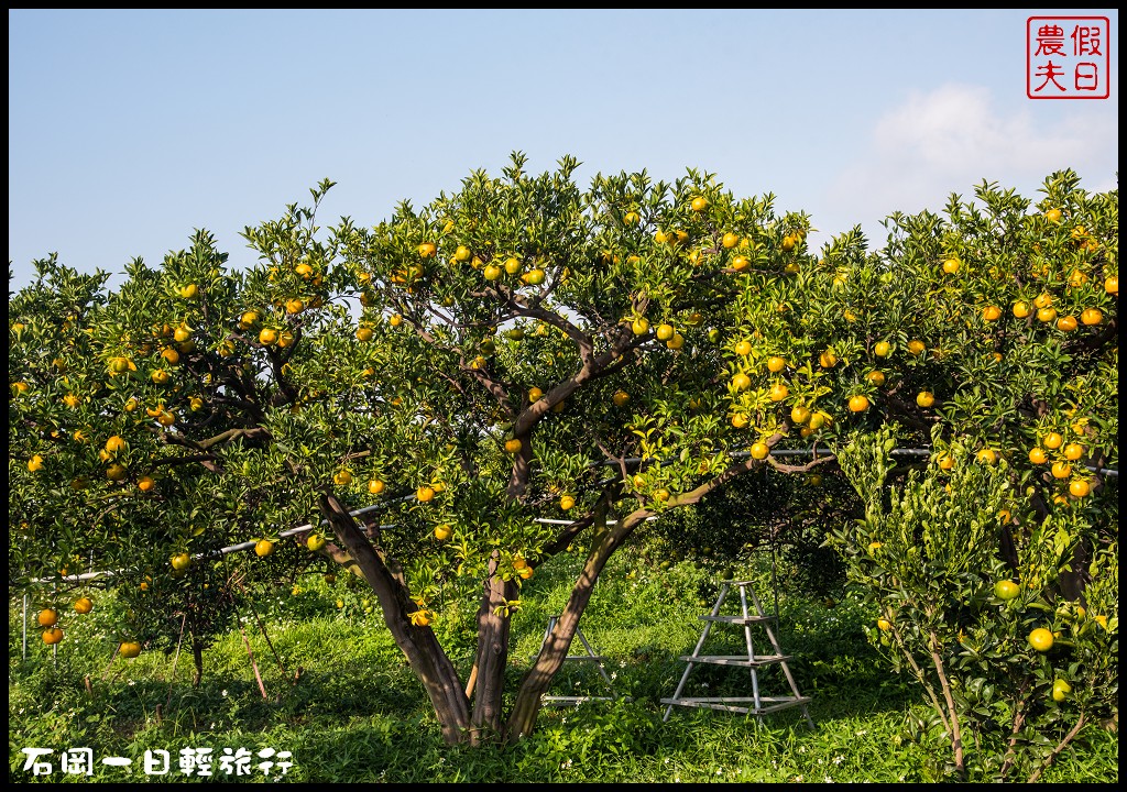 台中旅遊美食|石岡一日輕旅行(下)．羅望子生態教育休閒農場×湧椿茶花園×石山丘 @假日農夫愛趴趴照