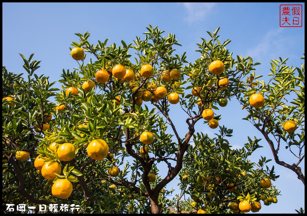 台中旅遊美食|石岡一日輕旅行(下)．羅望子生態教育休閒農場×湧椿茶花園×石山丘 @假日農夫愛趴趴照