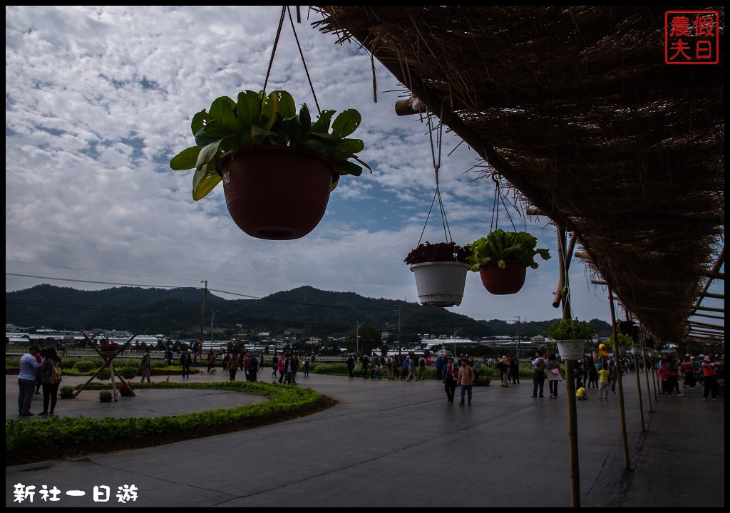 台中旅遊美食|新社花海一日遊．花現菇城采風旅/阿亮香菇園×菇菇部屋×抽藤坑農夫市集×新峰農場×馬力埔彩繪小徑 @假日農夫愛趴趴照