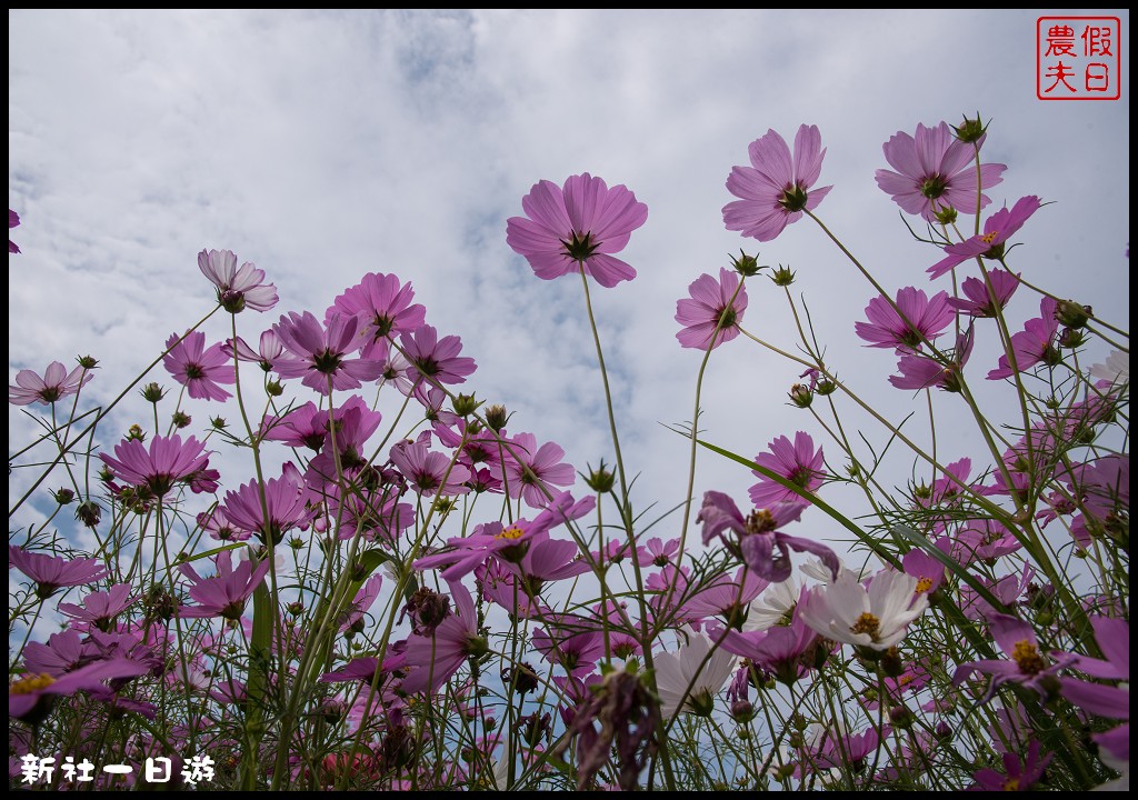 台中旅遊美食|新社花海一日遊．花現菇城采風旅/阿亮香菇園×菇菇部屋×抽藤坑農夫市集×新峰農場×馬力埔彩繪小徑 @假日農夫愛趴趴照