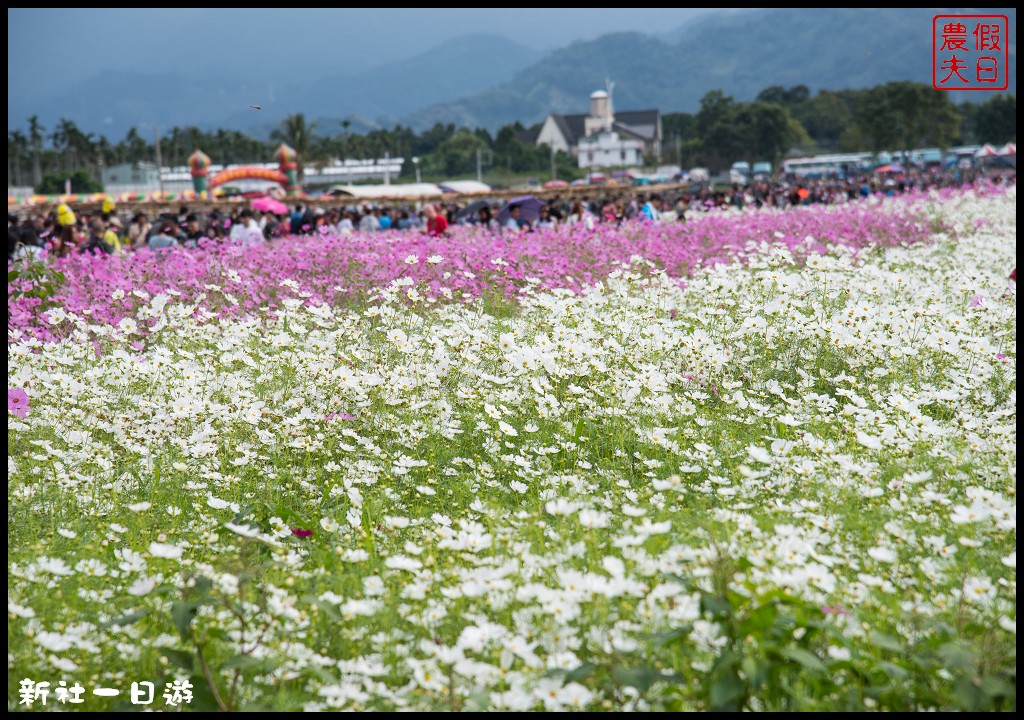 台中旅遊美食|新社花海一日遊．花現菇城采風旅/阿亮香菇園×菇菇部屋×抽藤坑農夫市集×新峰農場×馬力埔彩繪小徑 @假日農夫愛趴趴照