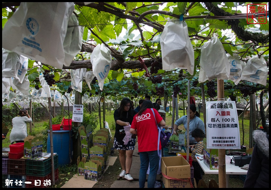 台中旅遊美食|新社花海一日遊．花現菇城采風旅/阿亮香菇園×菇菇部屋×抽藤坑農夫市集×新峰農場×馬力埔彩繪小徑 @假日農夫愛趴趴照