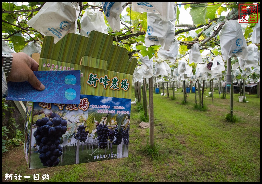 台中旅遊美食|新社花海一日遊．花現菇城采風旅/阿亮香菇園×菇菇部屋×抽藤坑農夫市集×新峰農場×馬力埔彩繪小徑 @假日農夫愛趴趴照