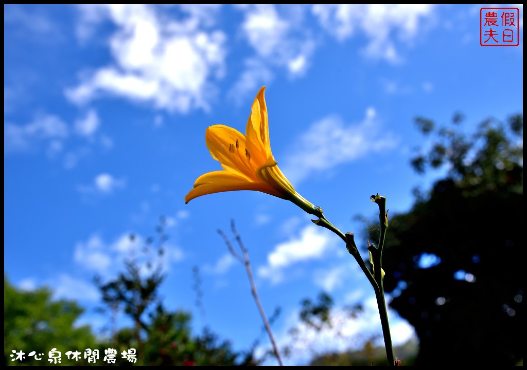 台中景點|沐心泉休閒農場．季節限定黃金楓與白雪木的浪漫大道 @假日農夫愛趴趴照