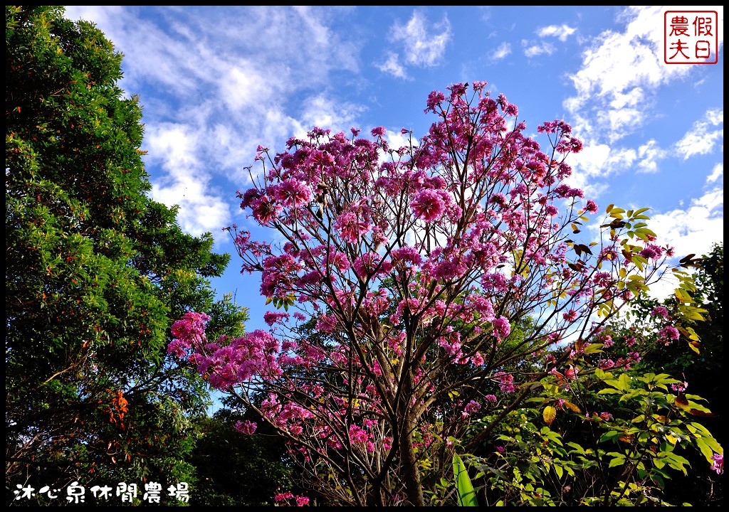 台中景點|沐心泉休閒農場．季節限定黃金楓與白雪木的浪漫大道 @假日農夫愛趴趴照